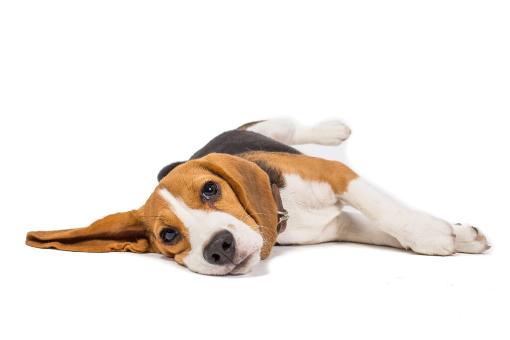beagle dog on white background