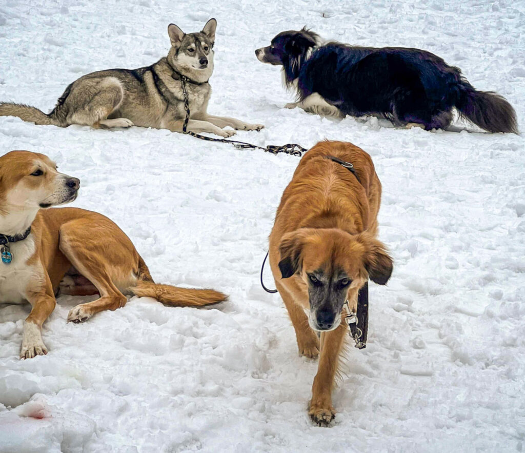 Mensch-Hund-Team bei der Ausbildung zum Schulhund