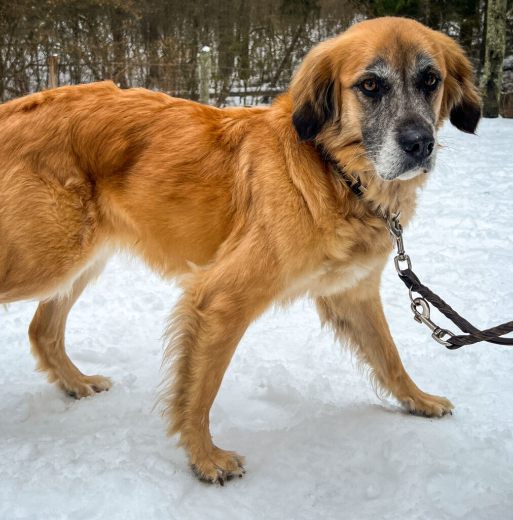 Hundetrainer arbeitet mit Begleithund