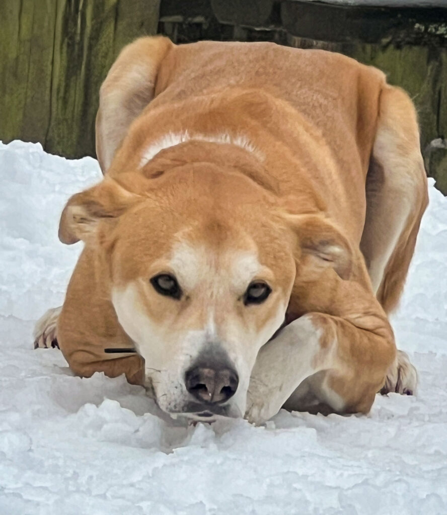 Schulhund im Training im Schnee