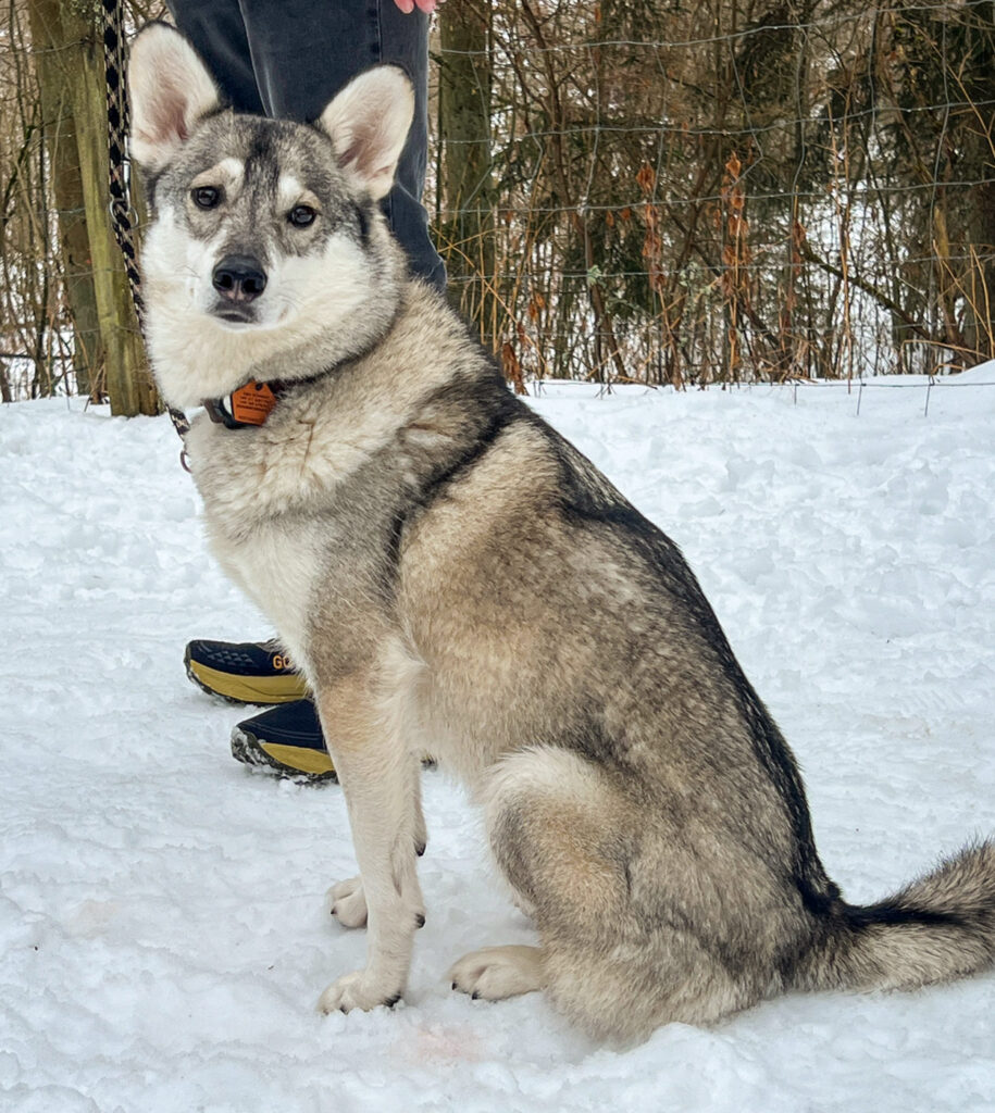 Begleithundtraining im Alltag