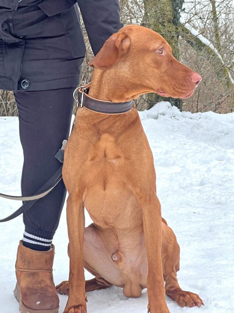 Begleithundtraining im Alltag