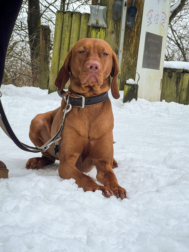 Begleithundtraining im Alltag