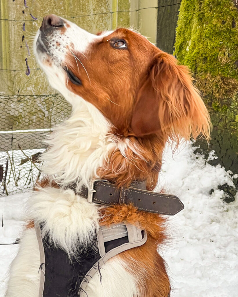 Begleithundtraining im Alltag