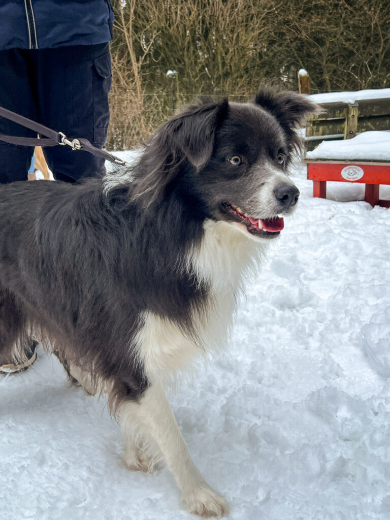 Begleithundtraining im Alltag