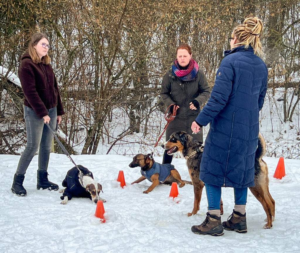 Mensch-Hund-Team bei der Ausbildung zum Schulhund