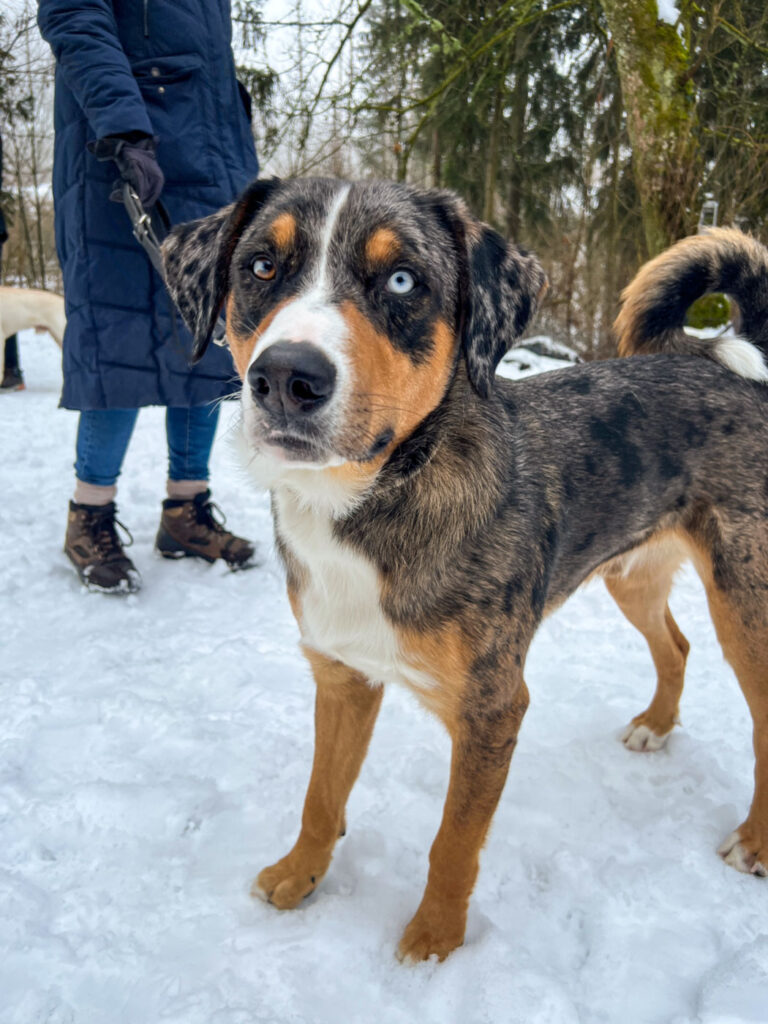 Begleithundtraining im Alltag