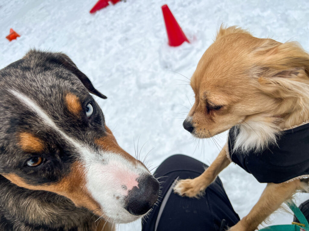 Sozialisierungstraining eines jungen Hundes