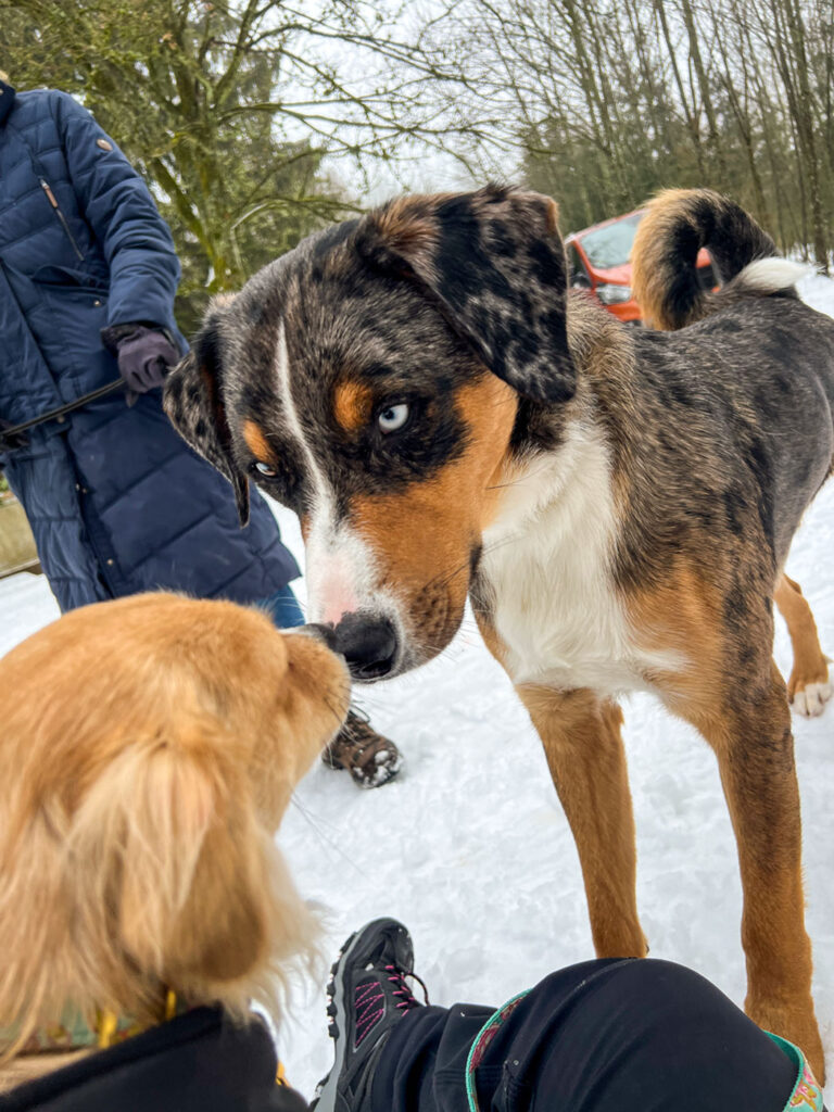 Sozialisierungstraining eines jungen Hundes