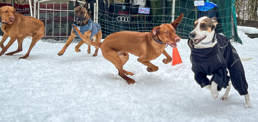 Sozialisierungstraining eines jungen Hundes