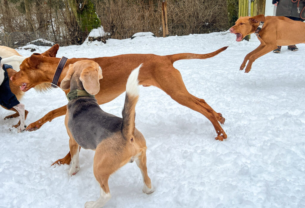 Sozialisierungstraining eines jungen Hundes