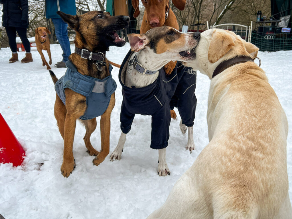 Sozialisierungstraining eines jungen Hundes