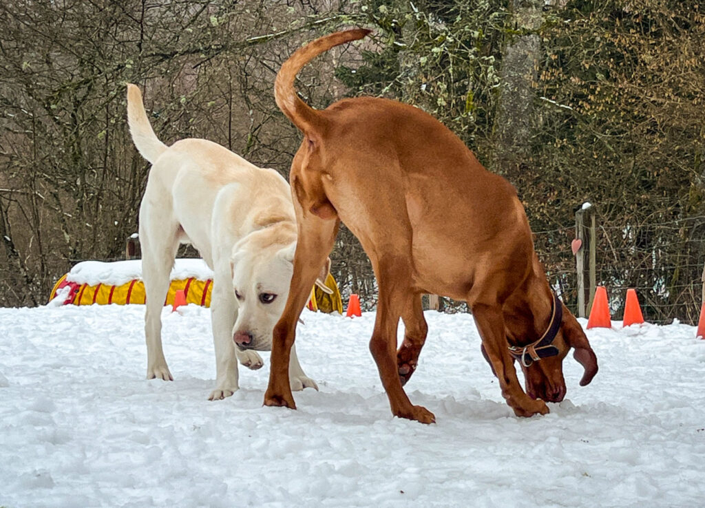 Schulhund im Training
