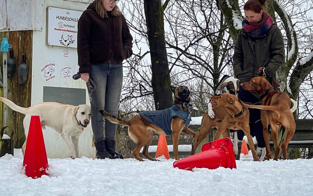 Schulhunde im Training
