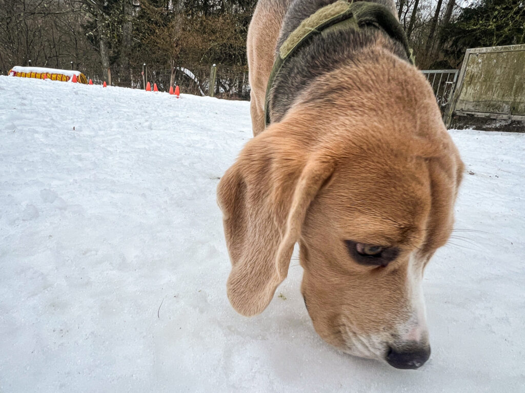 Schulhund im Training