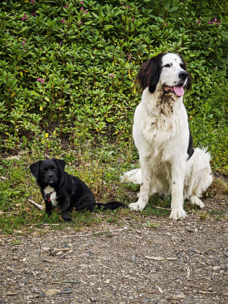 team-schulhundschule