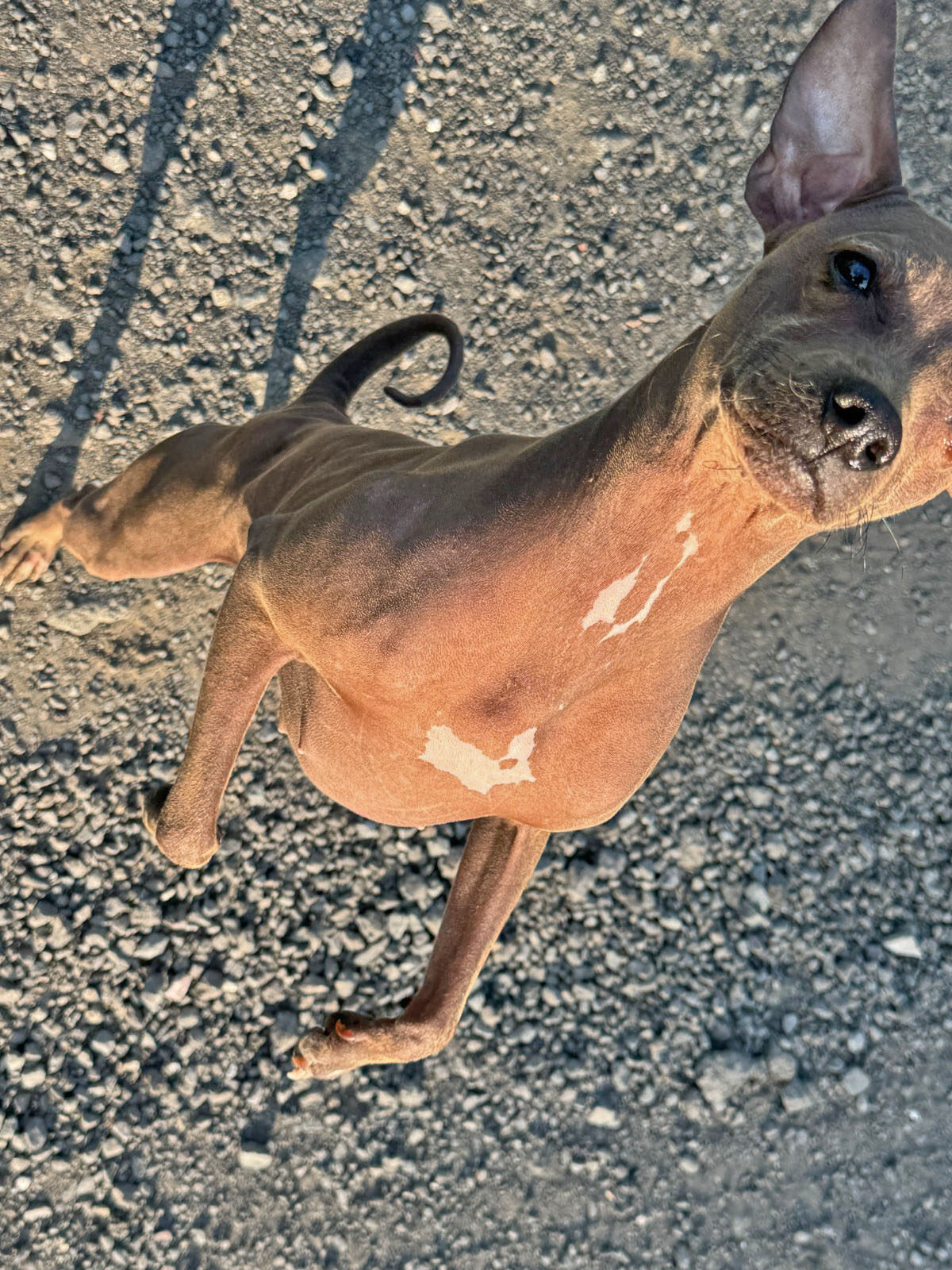 team-schulhundschule