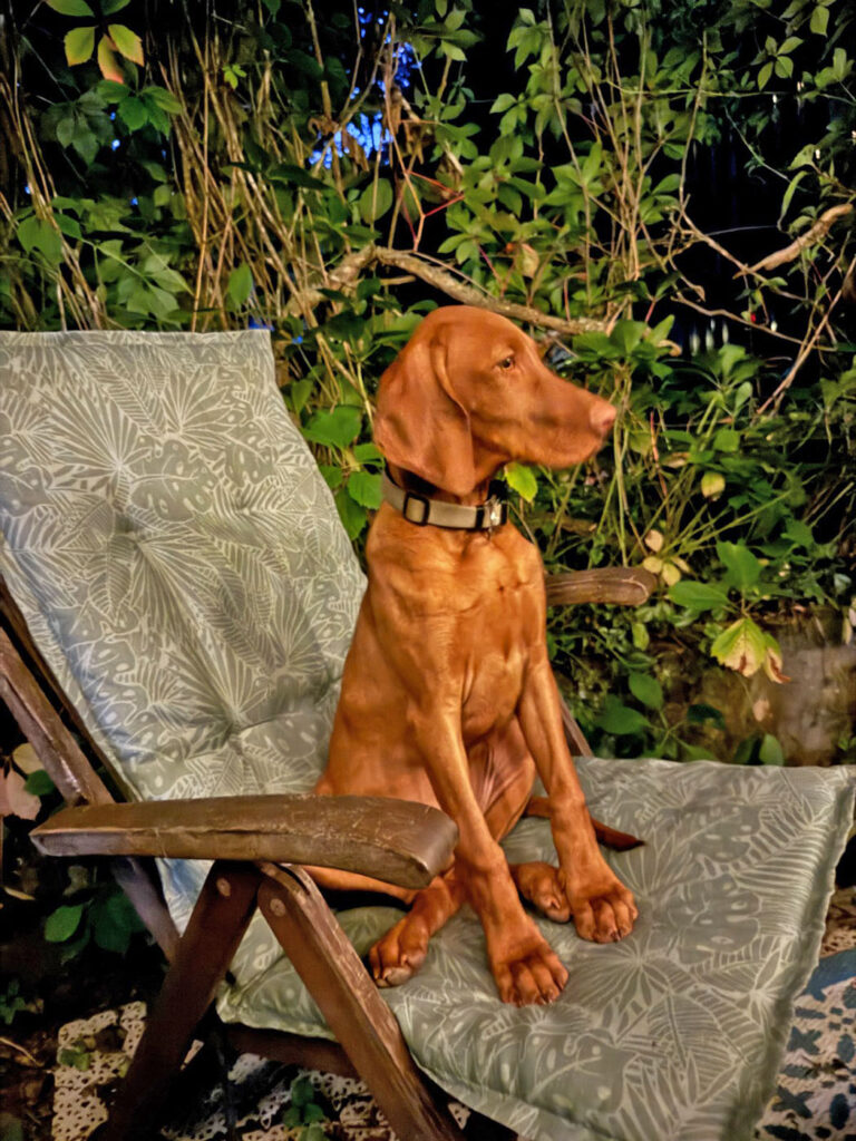 team-schulhundschule