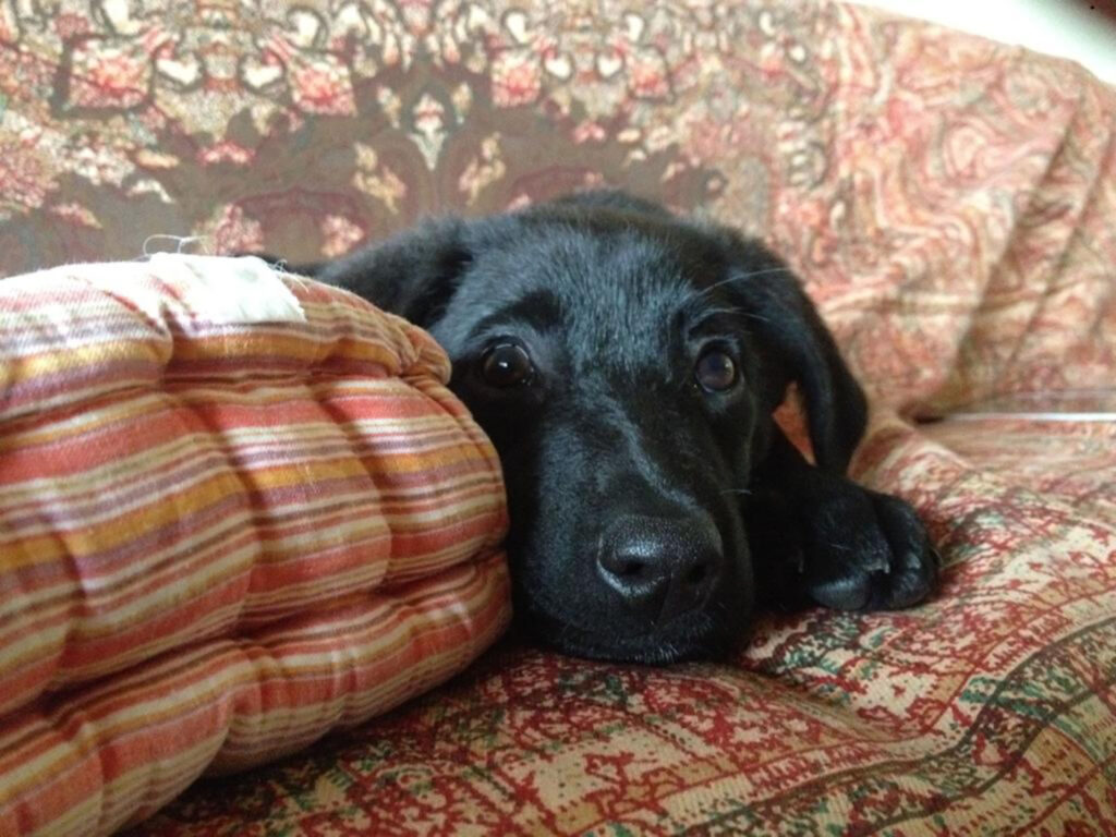 team-schulhundschule